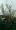 帷子川 (かたびらがわ) 緑道の 佐藤錦･･･山形の有名なサクランボの木