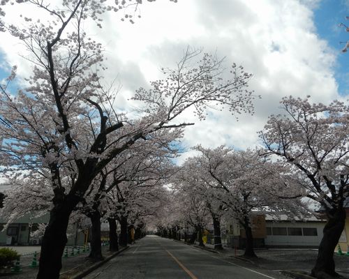 20150415_夜ノ森の桜