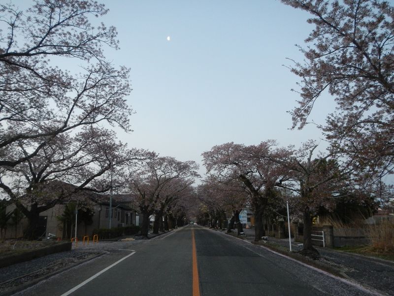 20180408_夜ノ森の桜