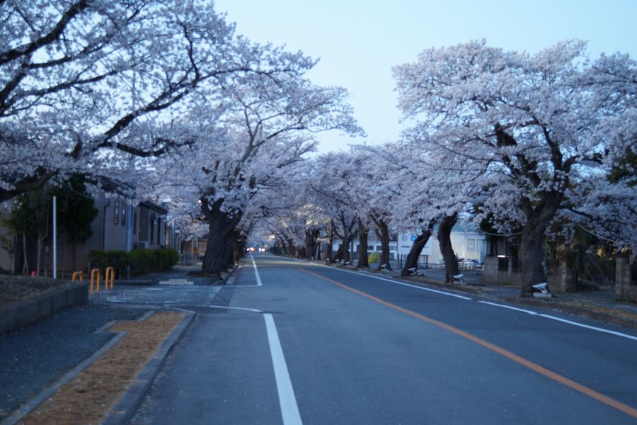 20190413_夜ノ森の桜ドーム