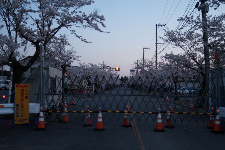 20190413_夜ノ森の帰還困難区域の桜