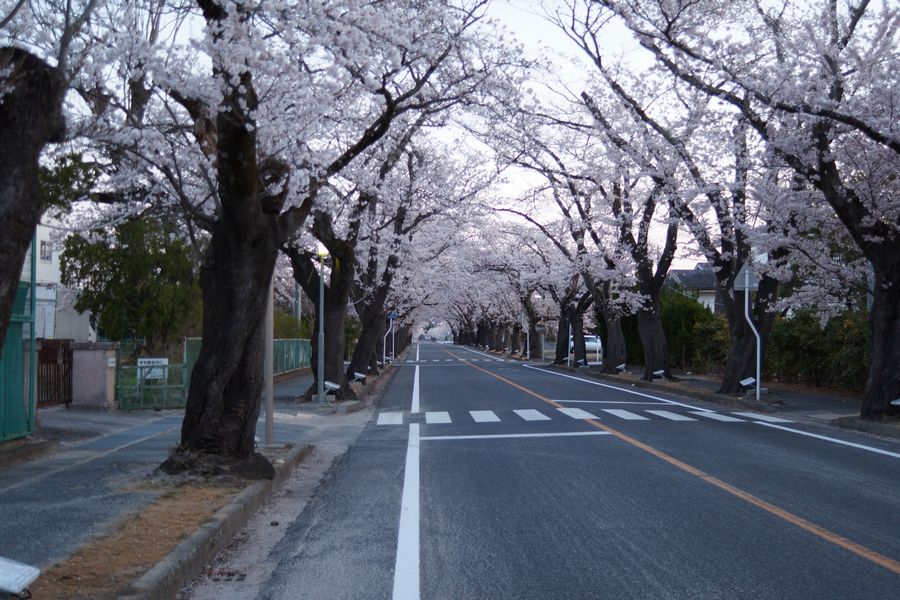 20190413_夜ノ森の桜ドーム