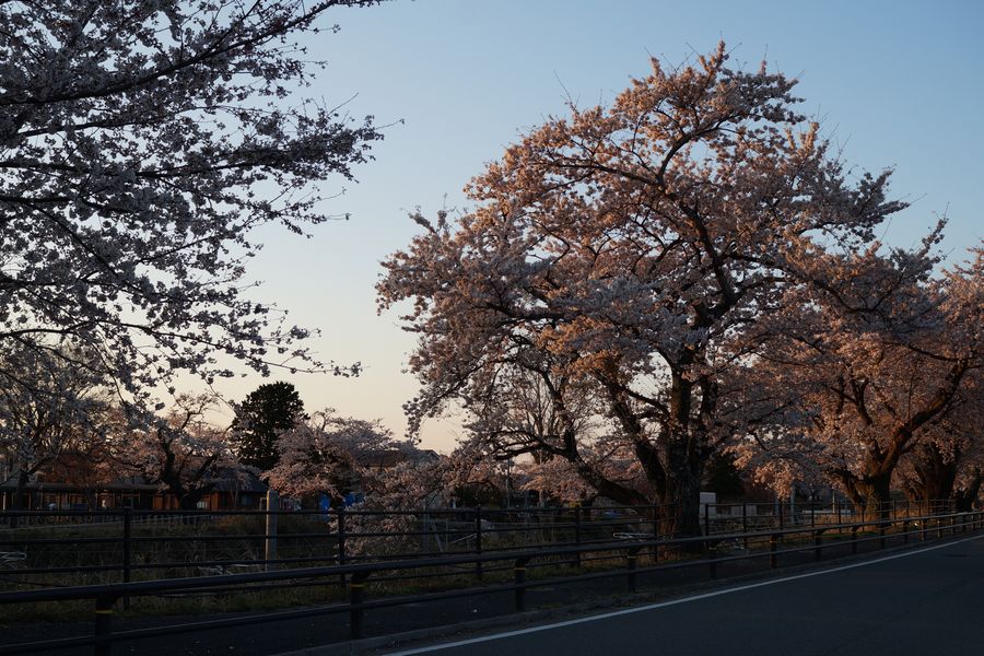 20190413_夜ノ森駅の夜明け