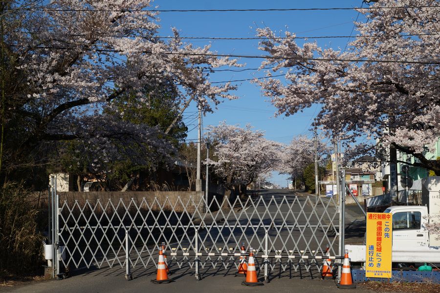 20190413_夜ノ森公園入り口の桜
