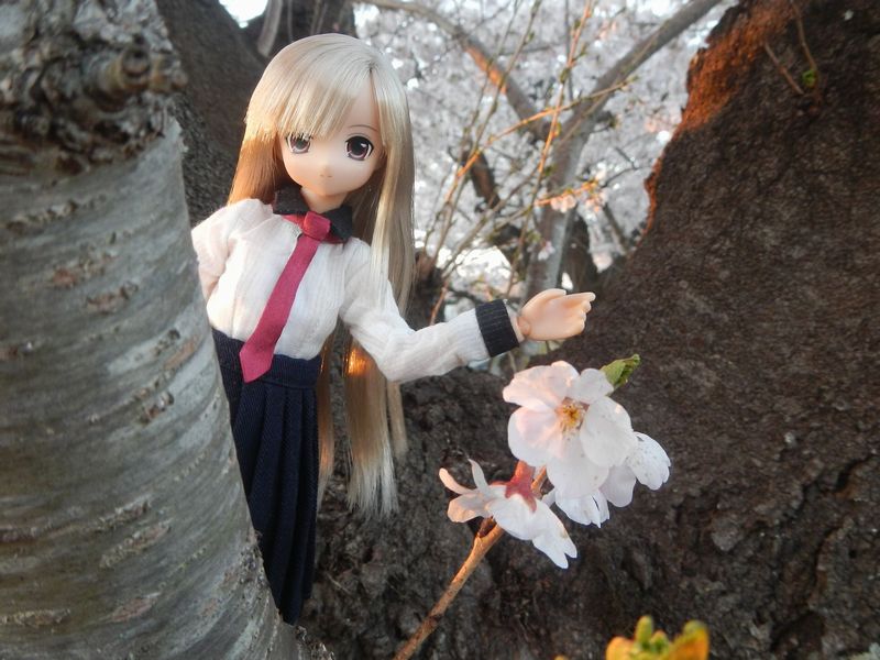 20190413_夜ノ森の桜