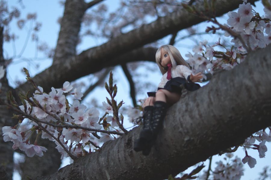 20190413_夜ノ森の桜