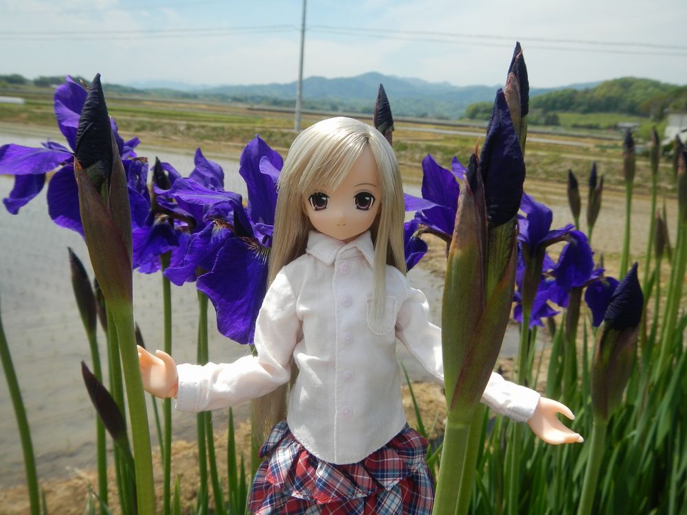 20190511_あやめロード