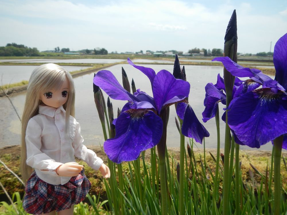 20190511_あやめロード