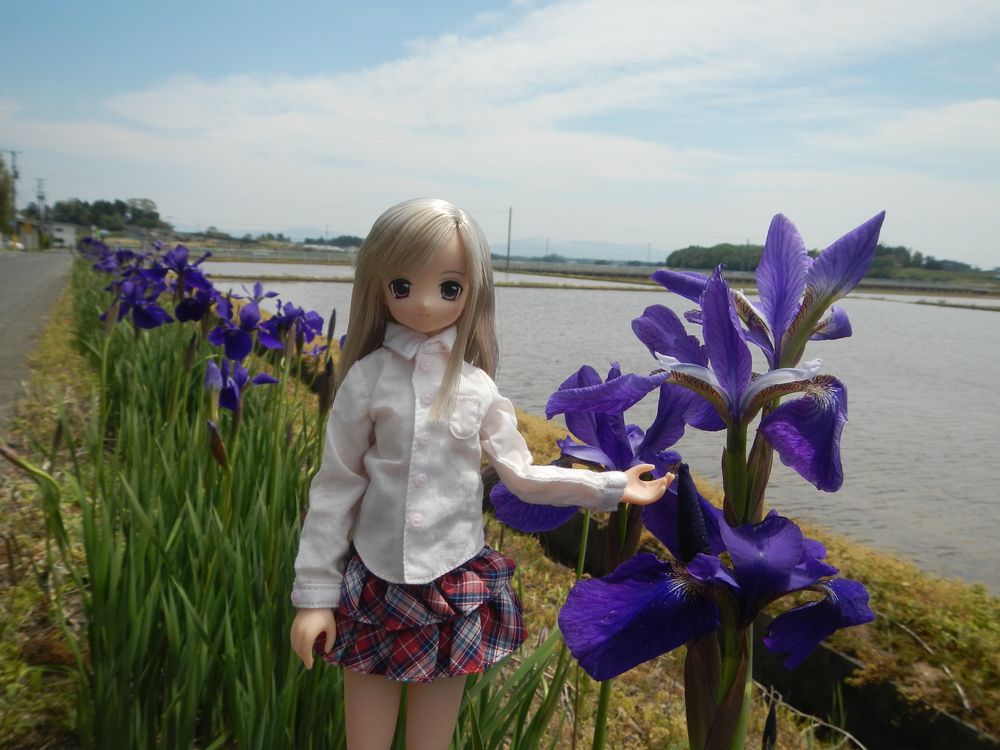 20190511_あやめロード