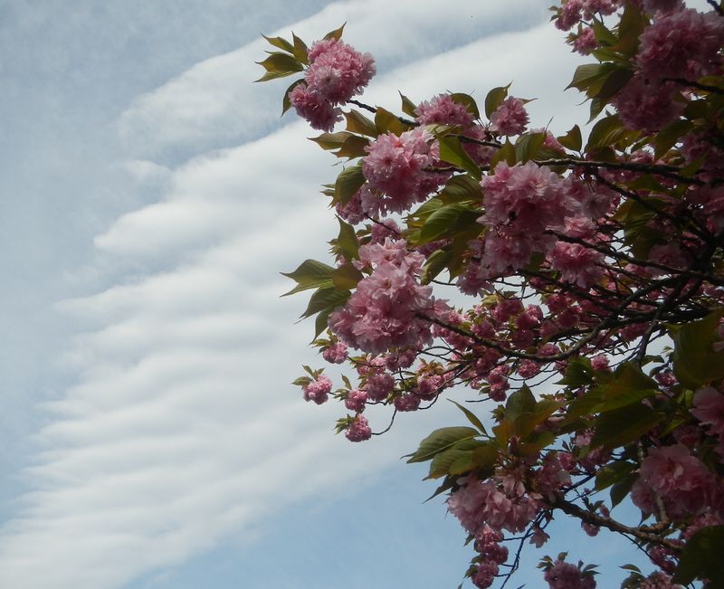 20200505_桜と雲