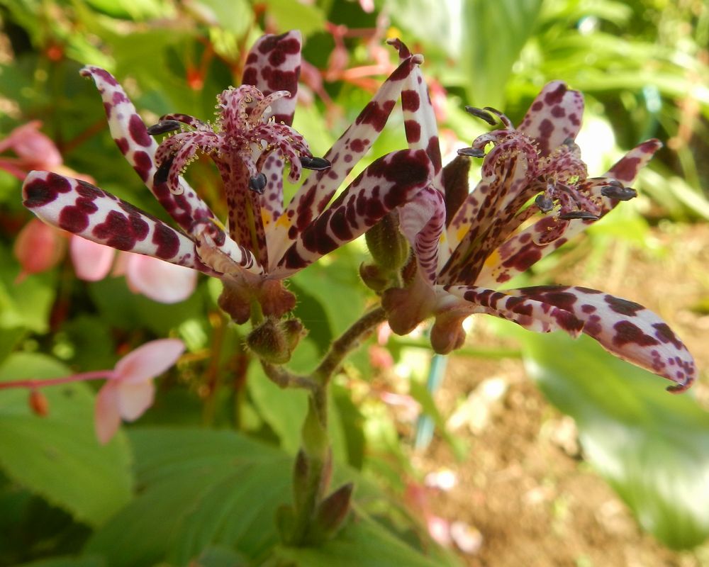 20211103_千鳥いこい公園