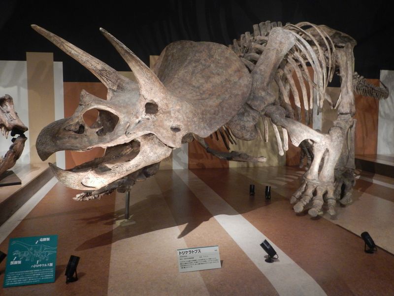 20141119_トリケラトプスの化石