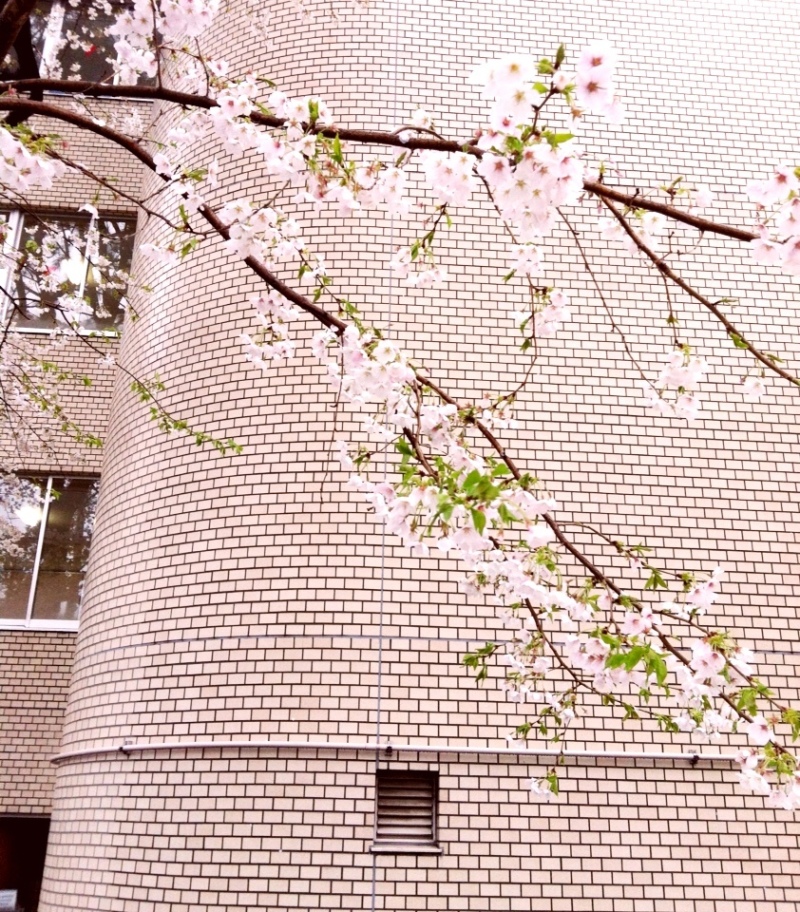 教室棟に懸る桜