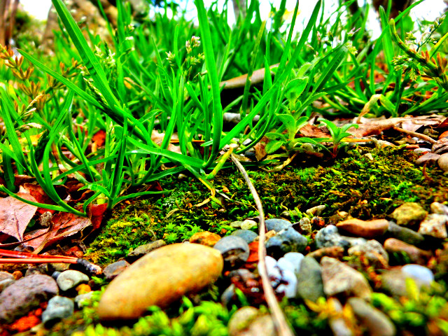 スズメノカタビラ