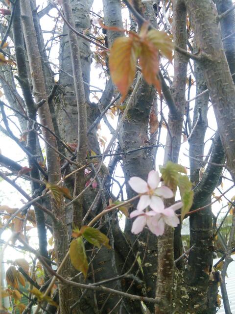 桜、来春も。