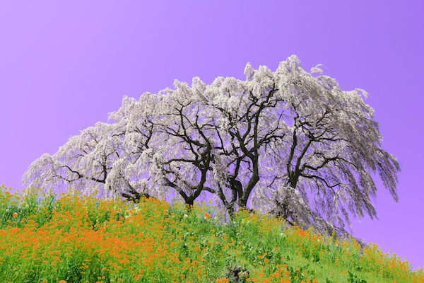 桜