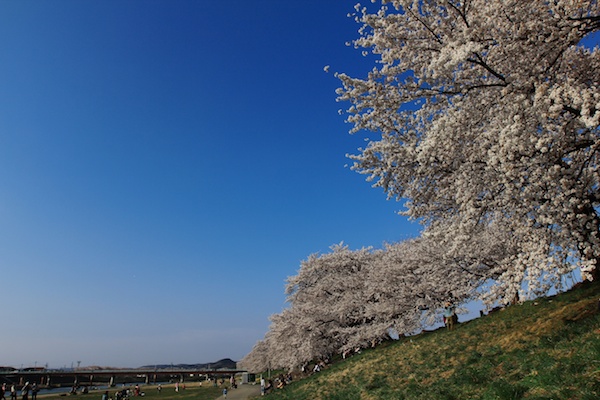 桜