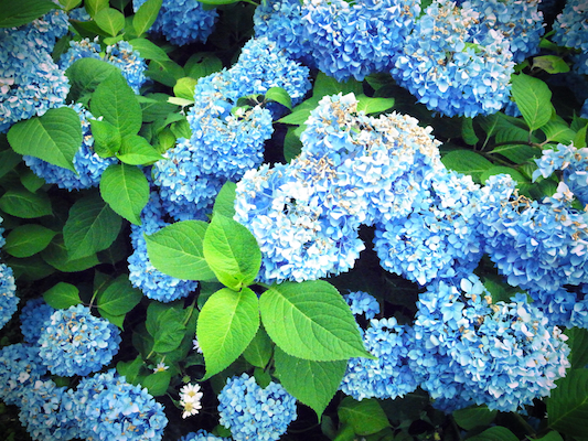 blue