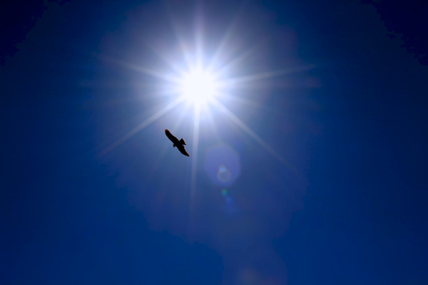 Bird