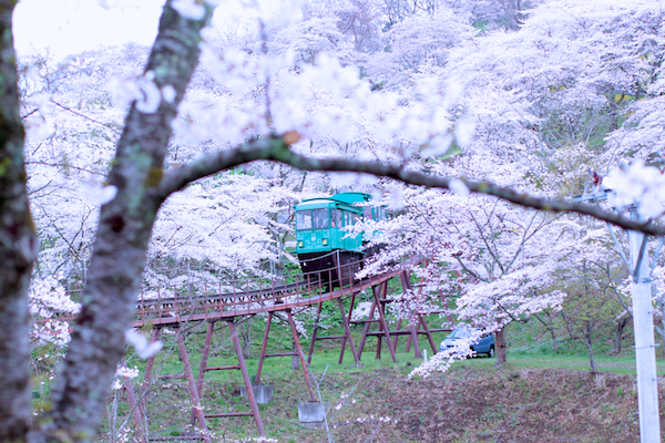 桜
