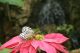 平和の蝶オオゴマダラ
