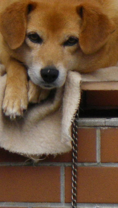 「俺かて、居りたくて居るんちゃうんやで？しょうがなく居ってやってるんやで？」