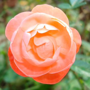 素材関係・さらりとお読み下さい