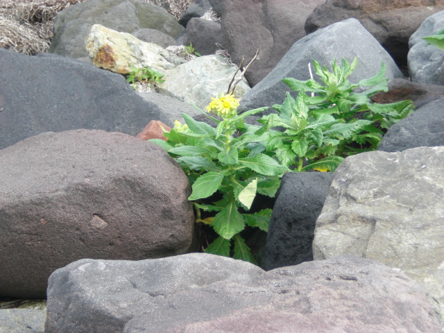 岩の隙間に咲く花