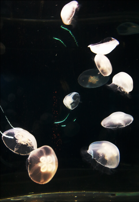 海月