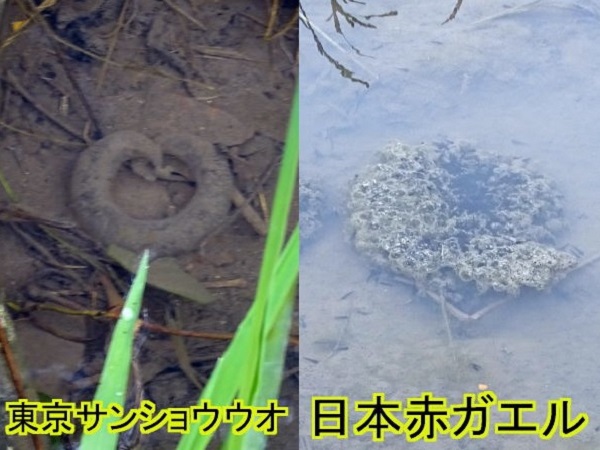 卵塊