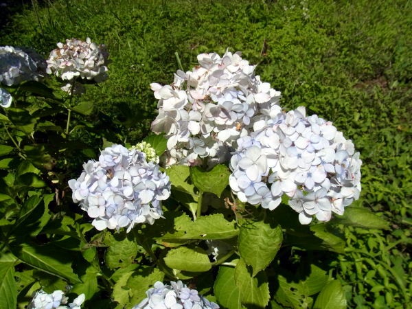 アジサイ２