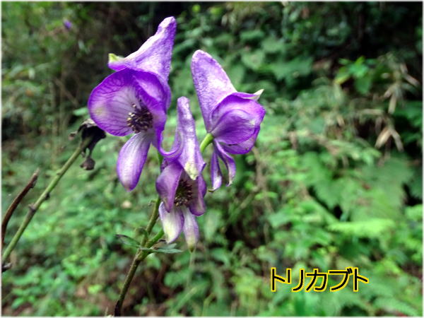 トリカブト