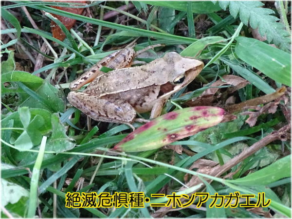 カエル