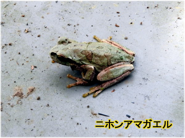 アマガエル