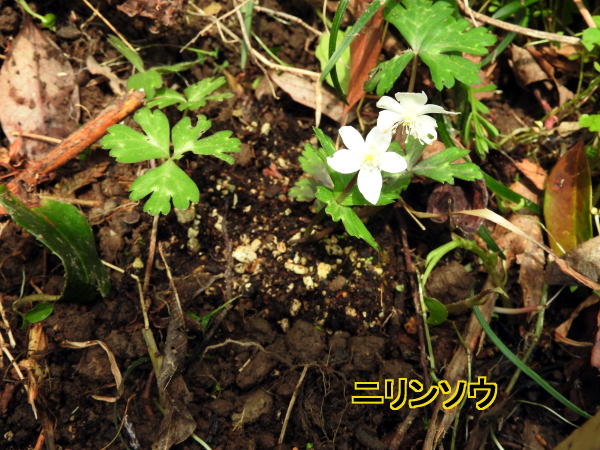 ニリンソウ