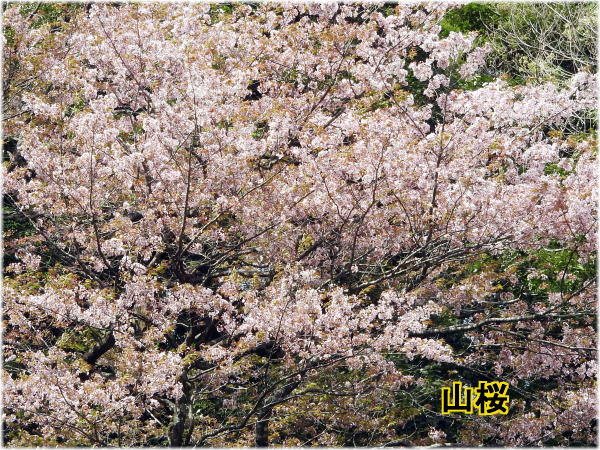 ヤマザクラ