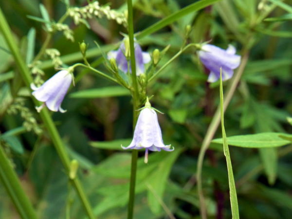 ツリガネニンジン