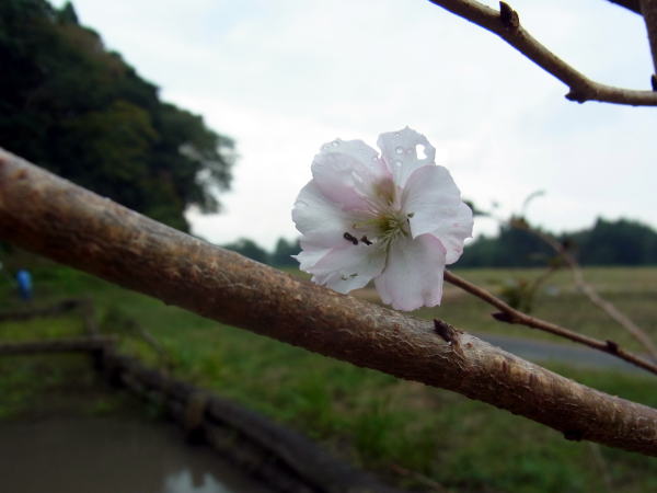 桜