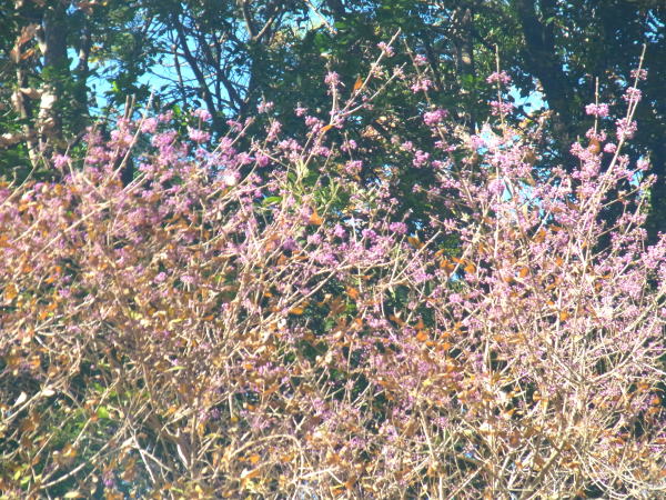 ムラｓキシキブ