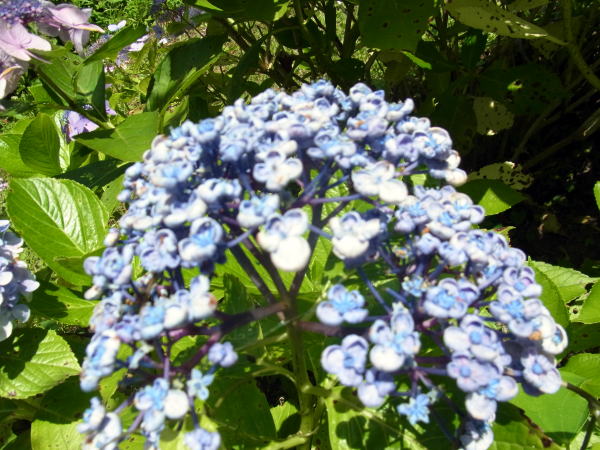 あじさい５