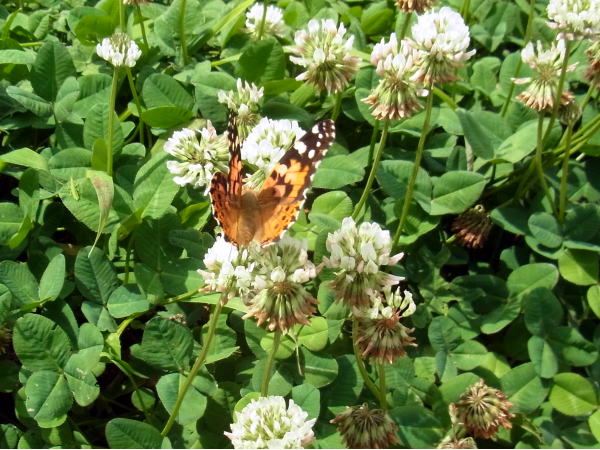 ヒメアカタテハ