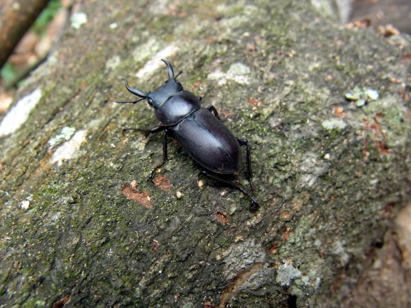 コクワガタ