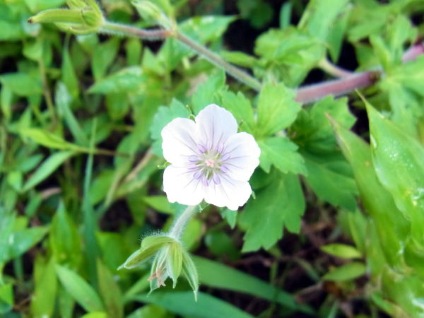 ゲンノショウコ