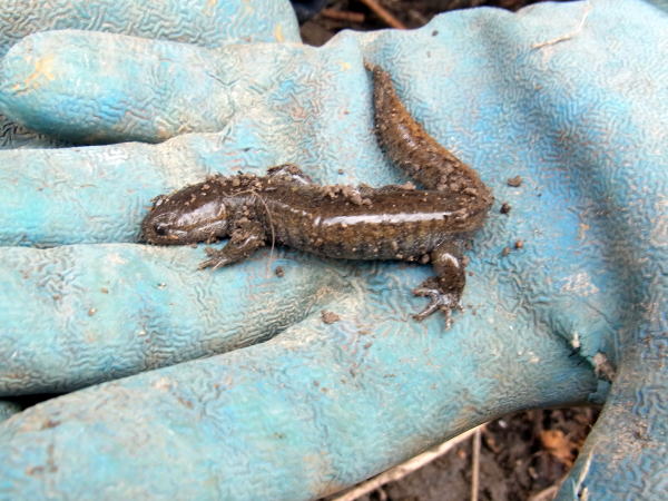 サンショウウオ