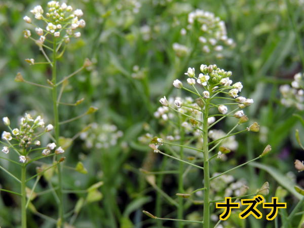 なずな