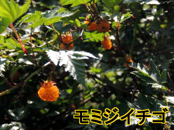 モミジイチゴ