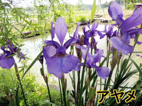 あやめ