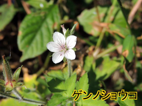 ゲンノショウコ