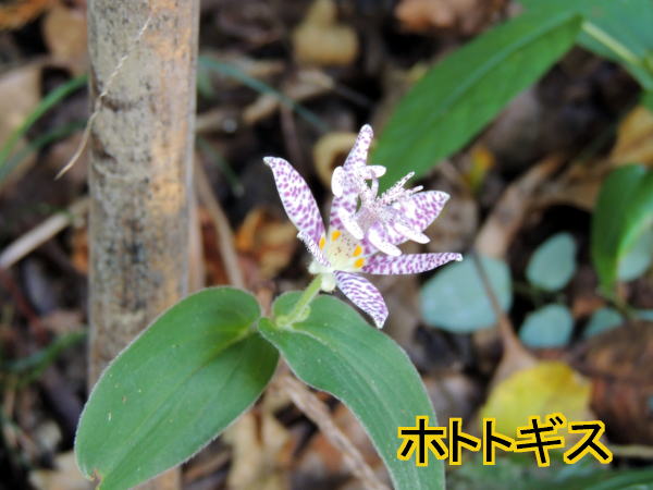 ホトトギス