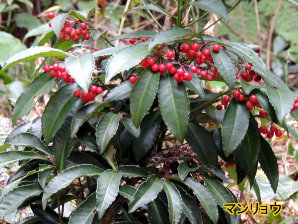 マンリョウ